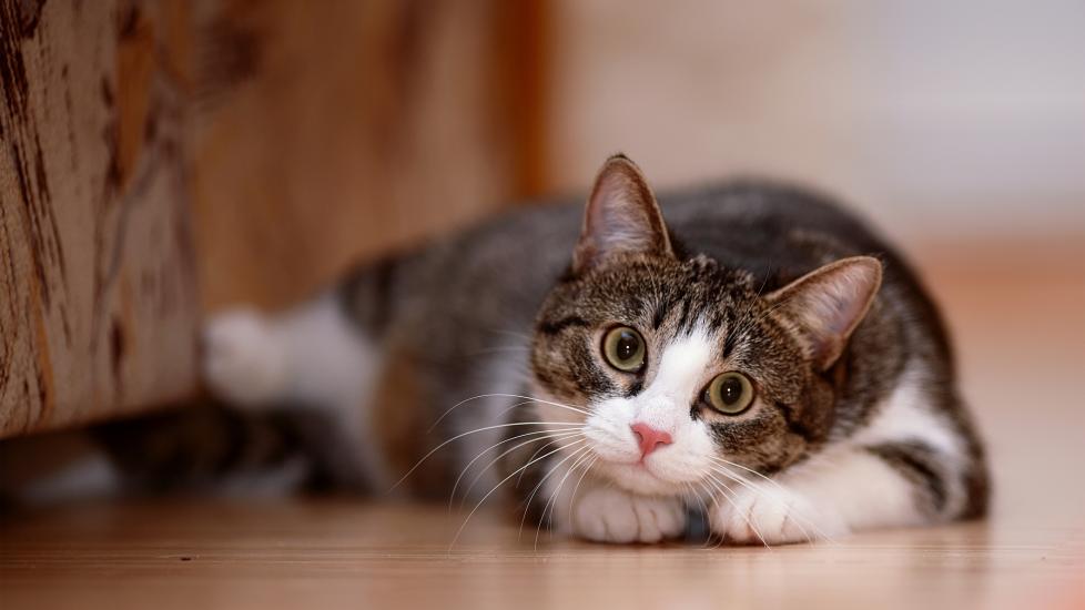 A brown and white tabby cat smiling while lying down and looking at the camera